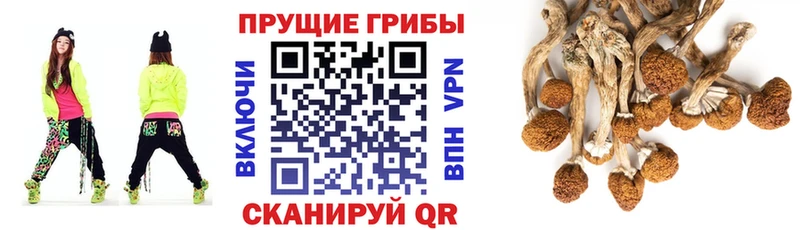 Купить закладки  Облучье  Галлюциногенные грибы Psilocybine cubensis 